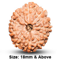 Buy Krishna Rudraksh